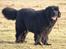 Newfoundlænder Munkevang Fenris - 6½ år