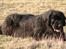Newfoundlænder Munkevang Fenris - 6½ år