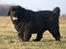 Newfoundlænder Munkevang Fenris - 6½ år