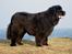 Newfoundlænder Munkevang Fenris - 6½ år