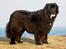 Newfoundlænder Munkevang Fenris - 6½ år