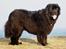 Newfoundlænder Munkevang Fenris - 6½ år