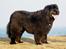 Newfoundlænder Munkevang Fenris - 6½ år