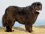 Newfoundlænder Munkevang Fenris - 6½ år