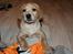 Labrador retriever Kalli - kennel midtlab Dakota