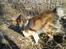 Shetland sheepdog Malik
