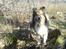 Shetland sheepdog Malik