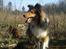Shetland sheepdog Malik - Spejder ud over landskabet :D Gåtur i Geel Skov d. 9/3 2014