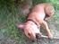 Chihuahua vera