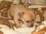 Chihuahua vera
