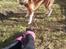 Blanding af racer coco - nyder solen i haven :-)