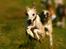 Whippet Hugo 