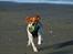 Dansk svensk gaardhund Sørøver Zallie - Zallie på sin første strandtur her hos mig.