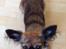 Chihuahua Cassey