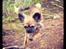 Chihuahua Cassey