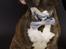 Blanding af racer Alpha (Frengle, beagle-fransk bulldog blanding)
