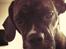 Blanding af racer Alpha (Frengle, beagle-fransk bulldog blanding)