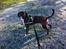 Blanding af racer Alpha (Frengle, beagle-fransk bulldog blanding)