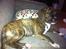 Blanding af racer Alpha (Frengle, beagle-fransk bulldog blanding)
