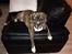 Blanding af racer Alpha (Frengle, beagle-fransk bulldog blanding)