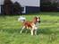 Cavalier king charles spaniel Uffe