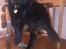 Labrador retriever Zulu