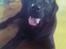 Labrador retriever Zulu