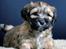 Bichon havanais Timon