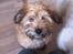 Bichon havanais Timon