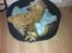 Bichon havanais Timon