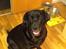 Labrador retriever Nova R.I.P