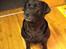 Labrador retriever Nova R.I.P