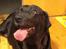 Labrador retriever Nova R.I.P