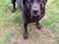 Labrador retriever Nova R.I.P