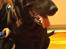 Labrador retriever Nova R.I.P