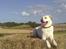 Labrador retriever Taison