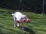 Labrador retriever Taison