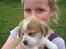 Blanding af racer Beagle/Japansk Spids-Futte - Første gang jeg så Futte :)