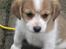Blanding af racer Beagle/Japansk Spids-Futte - Futte 8 uger