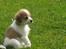 Blanding af racer Beagle/Japansk Spids-Futte - Lille Futte