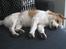 Blanding af racer Beagle/Japansk Spids-Futte