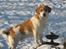 Blanding af racer Beagle/Japansk Spids-Futte - Futtes første sne ;)