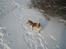 Blanding af racer Beagle/Japansk Spids-Futte