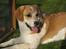 Blanding af racer Beagle/Japansk Spids-Futte - Så Dejlig ;)