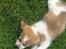 Blanding af racer Beagle/Japansk Spids-Futte - Futte hjemme i haven :)