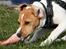 Dansk svensk gaardhund Sørøver Zallie - Nam nam, som 4 mdr. har Zallie fået sit første rå kyllingelår..