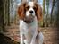 Cavalier king charles spaniel Arne - Marts 2014