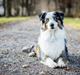 Australian shepherd PM Dumbledore in Disquise