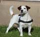 Jack russell terrier Cully