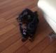 Gravhund Elvis